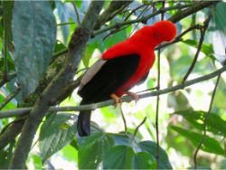 Andean Cock-of-the-Rock